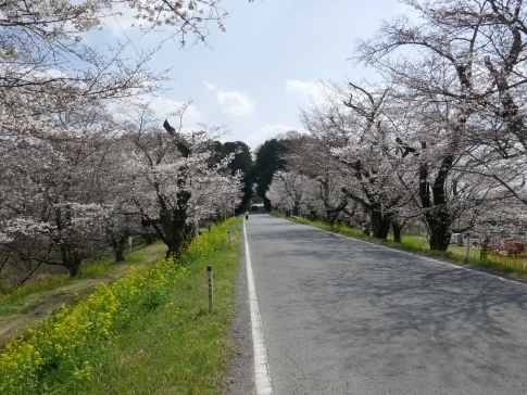 城ヶ谷堤の桜2.jpg