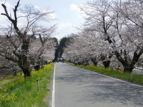 城ヶ谷堤の桜3.jpg