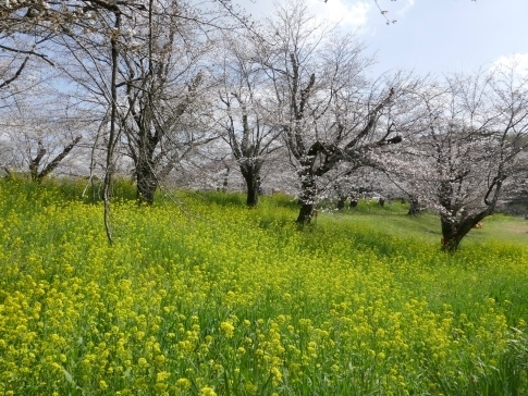 城ヶ谷堤の桜4.jpg