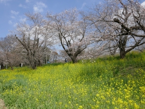 城ヶ谷堤の桜5.jpg