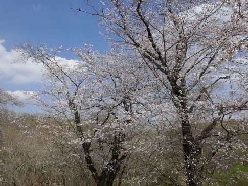 城ヶ谷堤の桜6.jpg