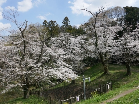 城ヶ谷堤の桜7.jpg