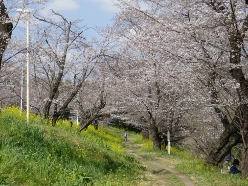 城ヶ谷堤の桜8.jpg