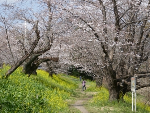 城ヶ谷堤の桜9.jpg