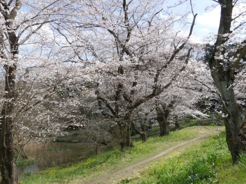 城ヶ谷堤の桜9a.jpg