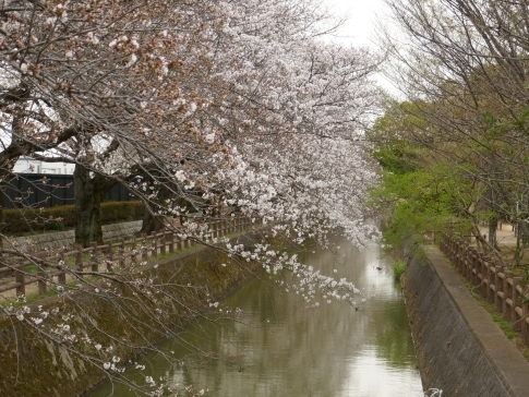 大久保浄水場の桜並木.jpg