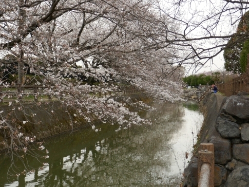 大久保浄水場の桜並木2.jpg