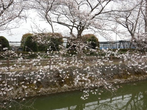 大久保浄水場の桜並木3.jpg