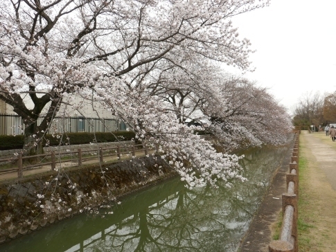 大久保浄水場の桜並木5.jpg