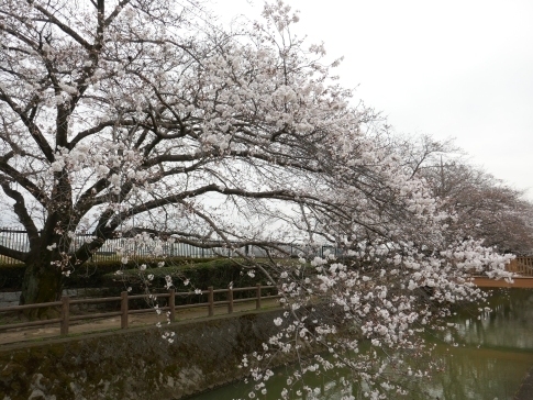 大久保浄水場の桜並木6.jpg