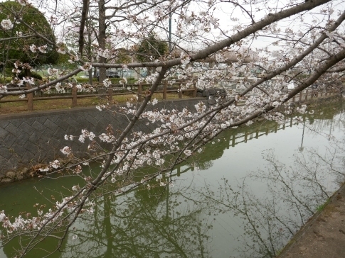 大久保浄水場の桜並木7.jpg