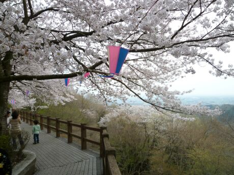 大平山の桜2.jpg