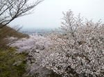 大平山の桜 大.jpg