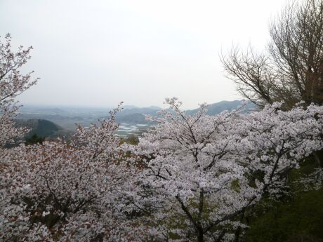 大平山の桜4.jpg
