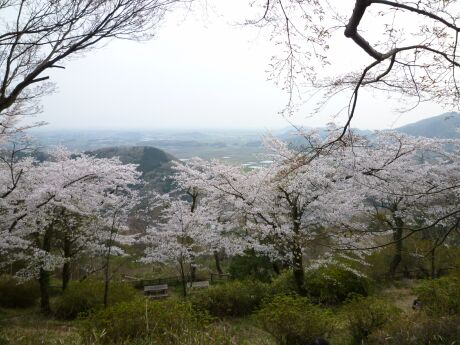 大平山の桜5.jpg