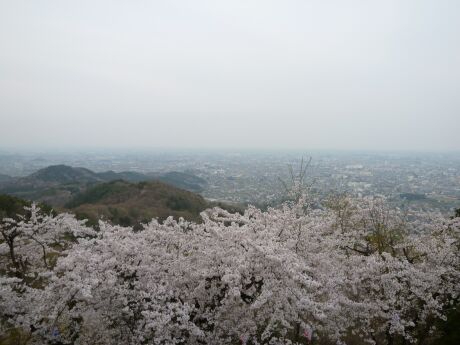 大平山の桜6.jpg