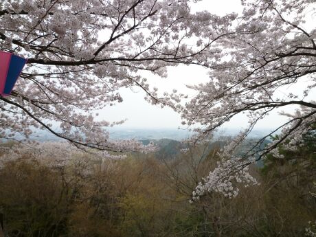 大平山の桜１.jpg