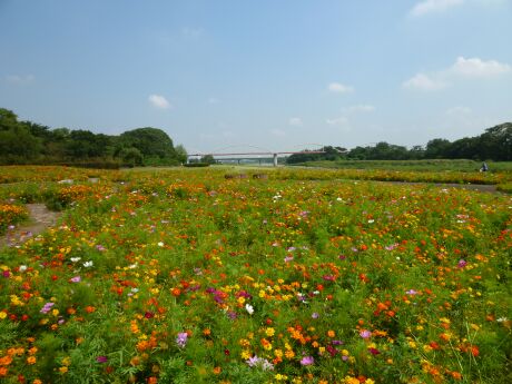 安比奈親水公園 コスモス3.jpg