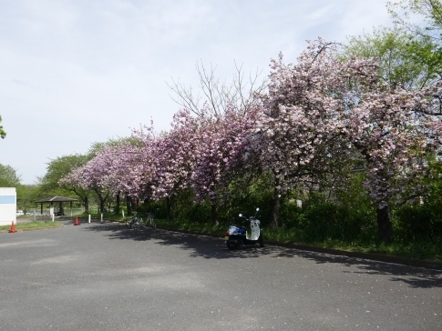 川越水上公園の八重桜.jpg
