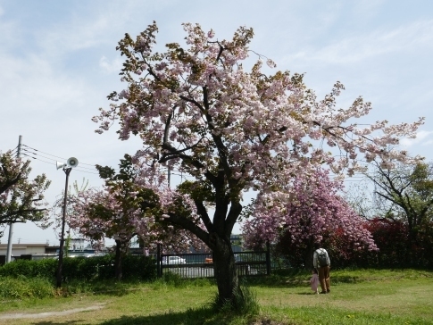 川越水上公園の八重桜3.jpg