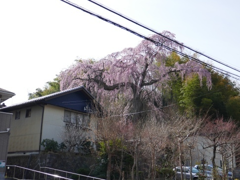 常楽院桜2.jpg