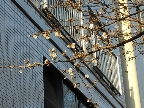 広尾一丁目の桜.jpg