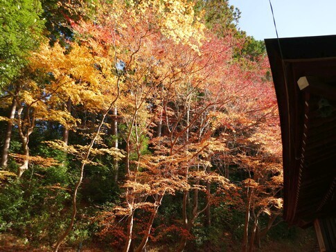 弘川寺4.jpg