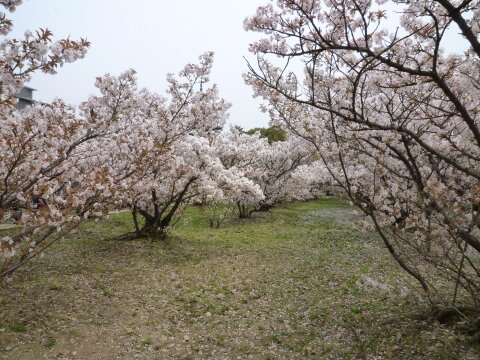 御室の桜3.jpg