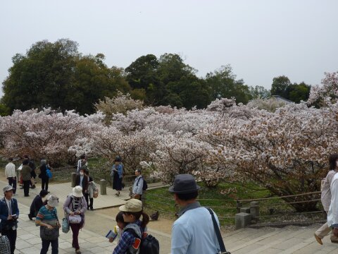 御室の桜4.jpg