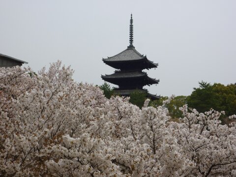 御室の桜１.jpg
