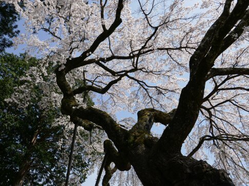 御射山神社の桜3.jpg
