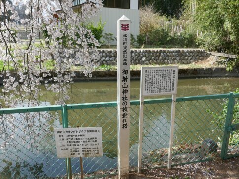 御射山神社の桜看板.jpg