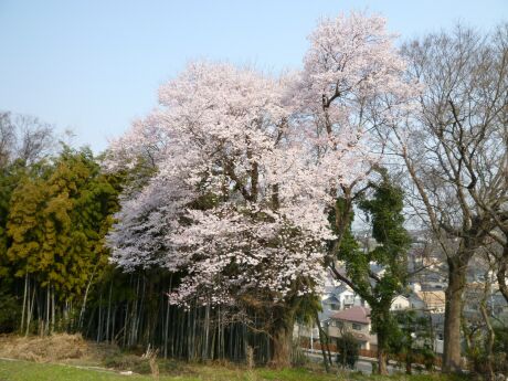 徳王の桜2.jpg