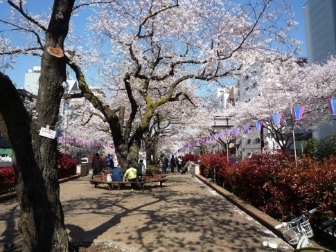 播磨坂の桜２０１９.jpg