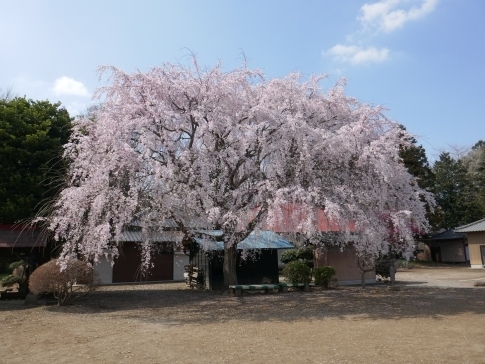 放光寺の桜.jpg