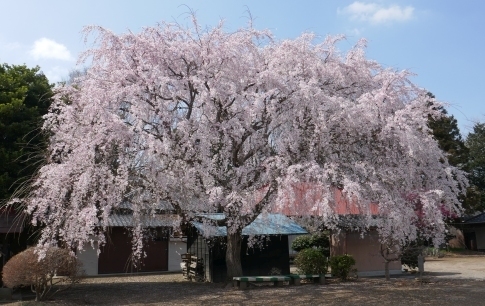 放光寺の桜2.jpg