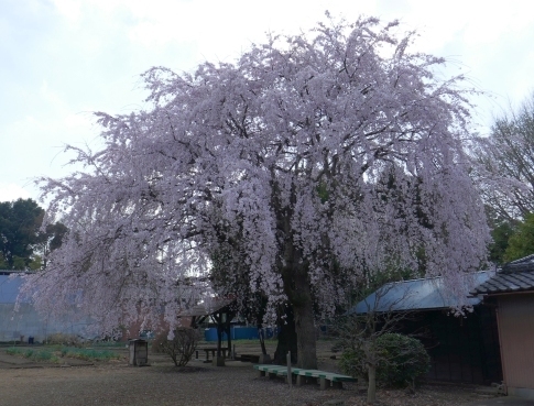放光寺の桜3.jpg