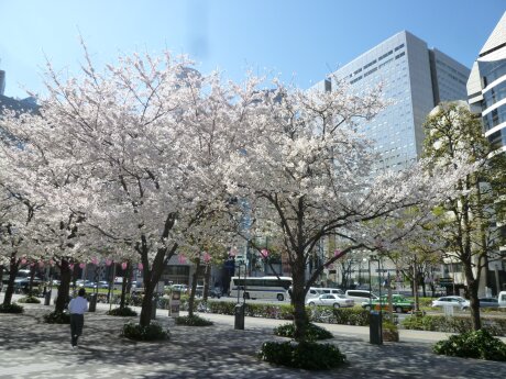 文化女子大学前の桜2.jpg