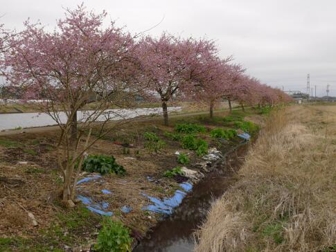 新川沿いの桜2.jpg