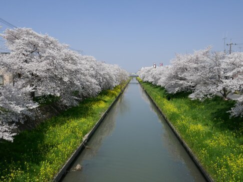 新河岸川沿いの桜.jpg
