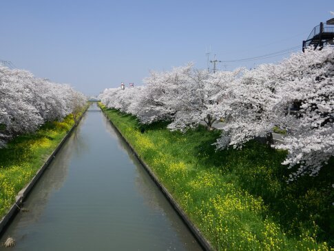 新河岸川沿いの桜2.jpg
