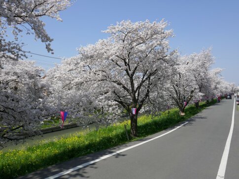 新河岸川沿いの桜3.jpg