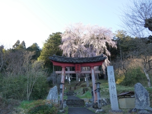 日枝神社の枝垂れ桜.jpg