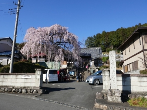 東昌寺の桜.jpg