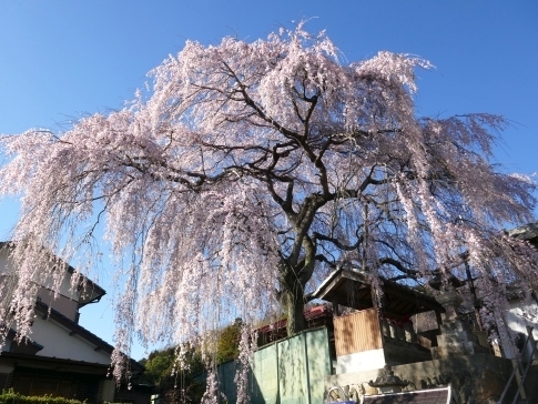 東昌寺の桜2.jpg
