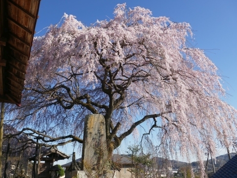 東昌寺の桜3.jpg