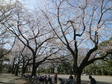 林試の森公園の桜2.jpg