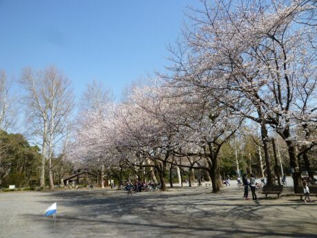 林試の森公園の桜3.jpg