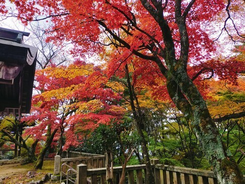 根香寺 紅葉4.jpg