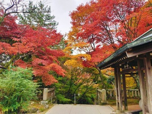根香寺 紅葉5.jpg